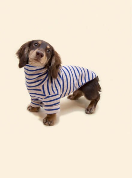 cat-puppies-shirts